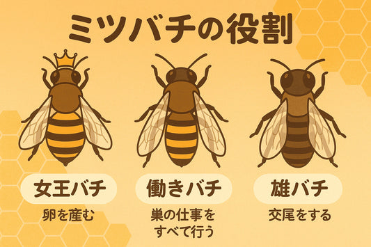 ミツバチの役割を徹底解説！女王バチの仕事・働きバチの一生・雄バチの生涯